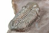 Five Trilobites (Four Species) in Association - Jorf, Morocco #334862-16